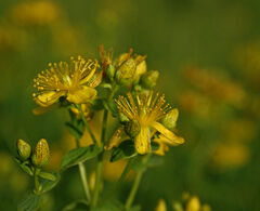 Hypericum Species, Hooker's St. John's Wort, St. Johnswort