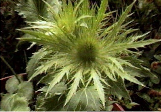 Eryngium Species, Alpine Eryngo, Alpine Sea Holly
