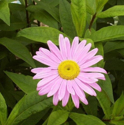 Tanacetum Species, Painted Daisy, Pyrethrum