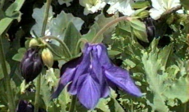 Aquilegia Species, Alpine Columbine, Mountain Columbine