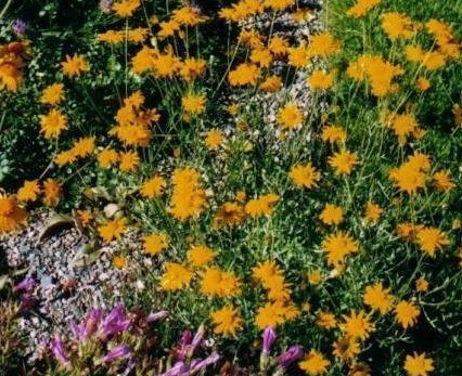 Eriophyllum Species, Oregon Sunshine, Woolly Sunflower, Woolly Daisy