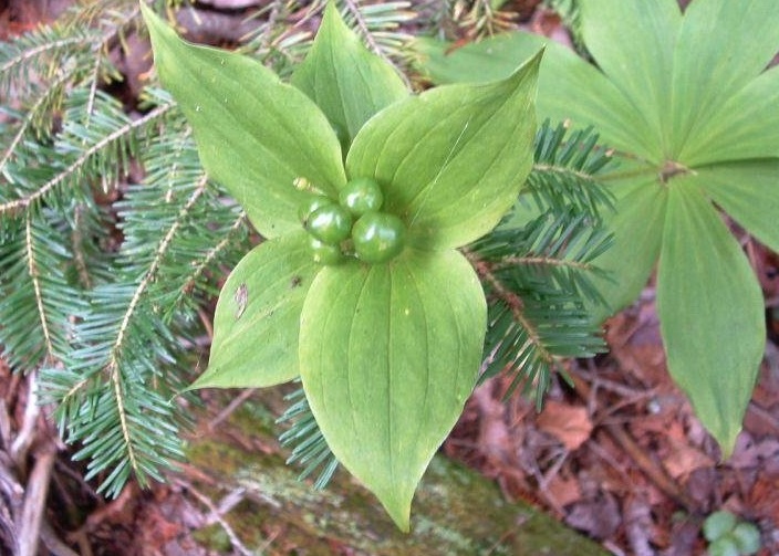Indian Cucumber, Indian Cucumber Root