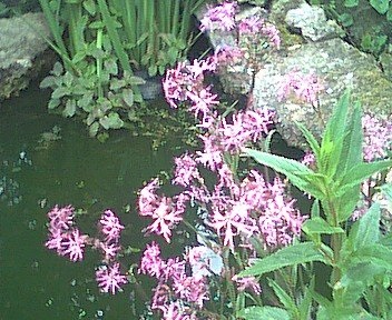 Silene Species, Ragged Robin
