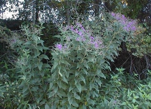 Vernonia Species, Common Ironweed, Prairie Ironweed, Smooth Ironweed