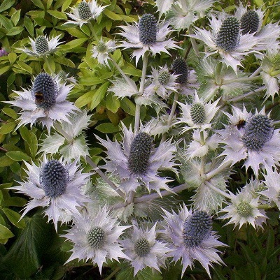 Eryngium Species, Miss Willmotts Ghost, Giant Sea Holly