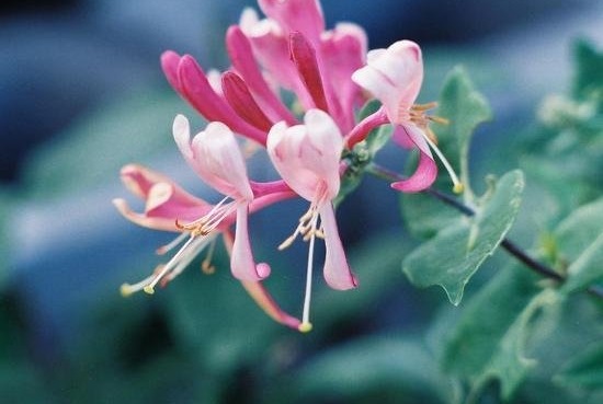 Lonicera, Honeysuckle, Pink Lemonade Honeysuckle Pink Lemonade