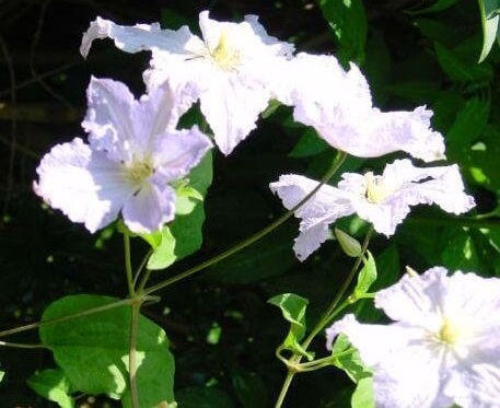 Clematis, Late Large-flowered Clematis Blue Angel