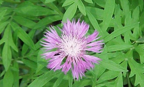 Psephellus Species, Knapweed, Persian Cornflower