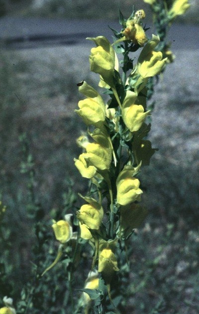 Linaria Species, Dalmatian Toadflax