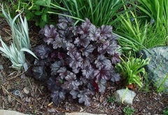 Heuchera, Alum Root, Alumroot, Coral Bells, Coralbells 'Stormy Seas'