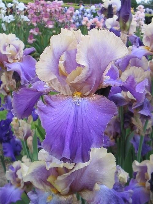Tall Bearded Iris Chasing Rainbows