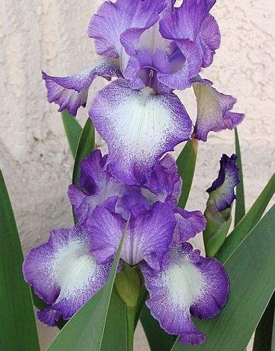 Tall Bearded Iris Jesses Song