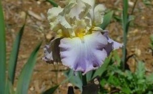 Tall Bearded Iris Mother Earth
