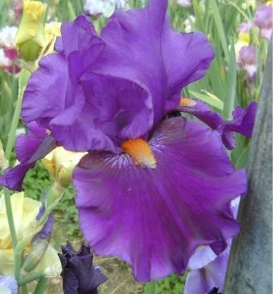 Tall Bearded Iris Tom Johnson