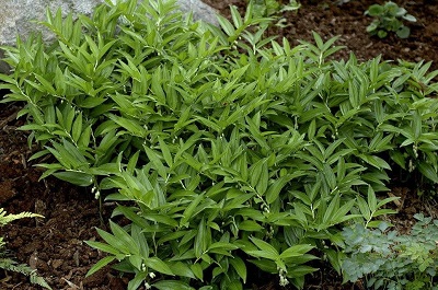 Disporopsis Species, Pernys Evergreen Solomons Seal