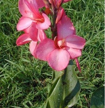 Canna Lily Tropical Rose