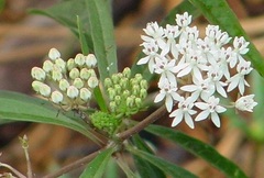Asclepias Species, Aquatic Milkweed, White Milkweed