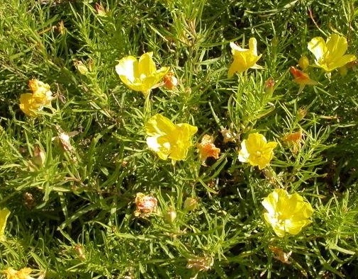 Calylophus Species, Lavender-leaf Sundrops, Hartwegs Sundrops, Western Primrose