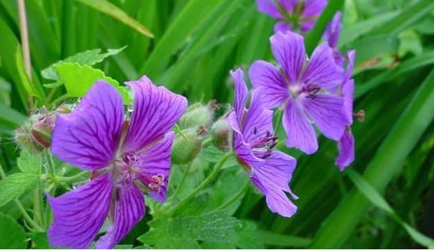 Geranium Hybrid, Hardy Geranium, Showy Cranesbill