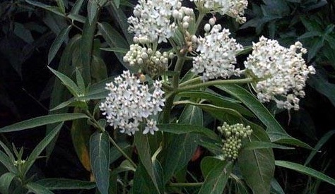 Asclepias, Swamp Milkweed, Rose Milkweed, Swamp Silkweed Ice Ballet