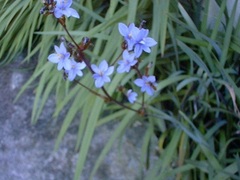 Aristea Species, Blue Corn-Lily, Blue-Eyed Iris, Blue Flies, Blue Stars