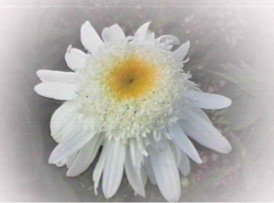 Leucanthemum, Shasta Daisy Wirral Pride