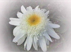 Leucanthemum, Shasta Daisy 'Wirral Pride'
