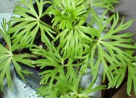 Aconitum, Aconite, Monkshood, Monks Coule Anglicum Group