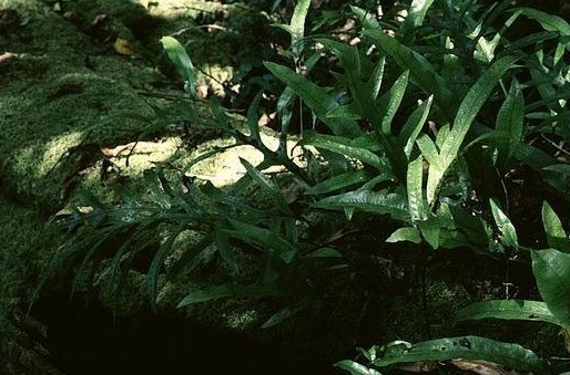 Phymatosorus Species, Kangaroo Fern