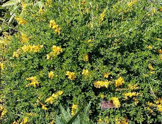 Genista Species, Easter Broom, Sweet Broom