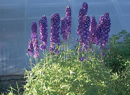 Delphinium, Larkspur Magic Fountains Dark Blue-White Bee