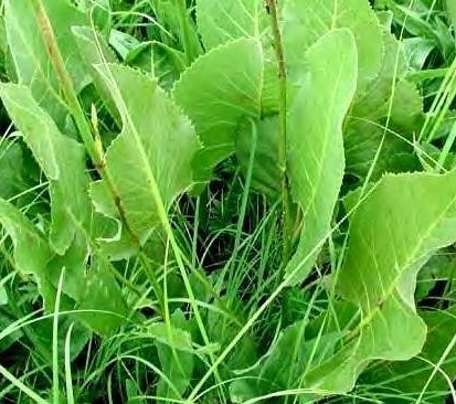 Silphium Species, Prairie Dock, Prairie Rosinweed
