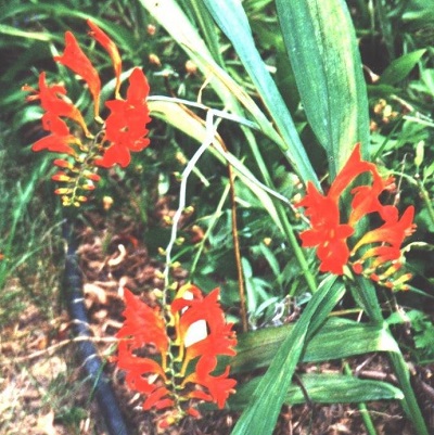 Crocosmia Emily McKenzie