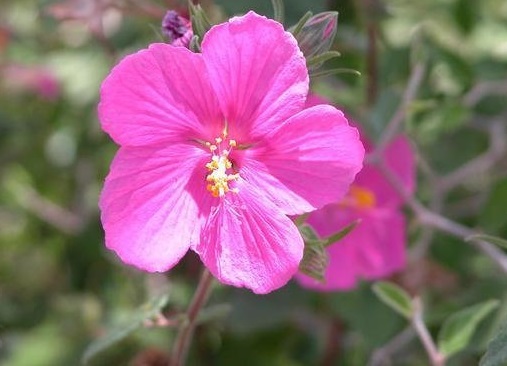 Pavonia Species, Rock Rosemallow, Texas Swampmallow