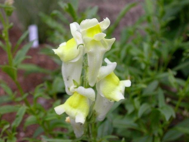 Antirrhinum Species, Hardy Snapdragon, Perennial Snapdragon, Spanish Snapdragon