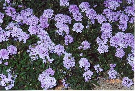 Glandularia, Perennial Verbena Blue Princess