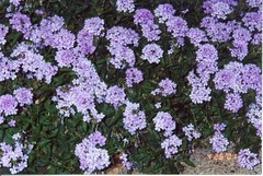 Glandularia, Perennial Verbena 'Blue Princess'