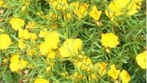 Oenothera Species, Berlandiers Sundrops, Evening Primrose, Square-Bud Primrose