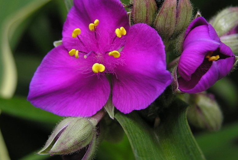 Tradescantia, Spiderwort, Virginia Spiderwort, Ladys Tears Karminglut