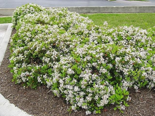 Rhaphiolepis, India Hawthorn, Indian Hawthorn Clara