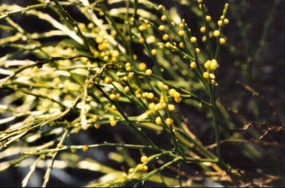 Psilotum Species, Moa, Skeleton Fork Fern, Whisk Fern