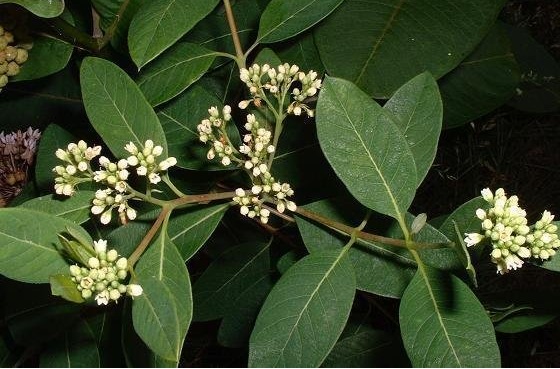 Hemp Dogbane, Indian Hemp