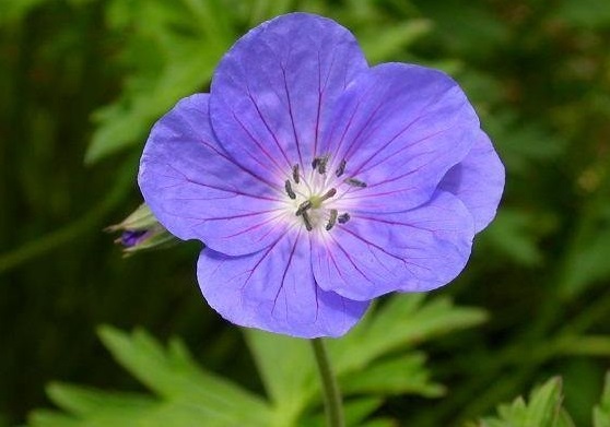 Geranium, Cranesbill, Hardy Geranium Brookside
