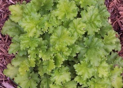 Heuchera, Alum Root, Alumroot, Coral Bells, Coralbells 'Lime Rickey'