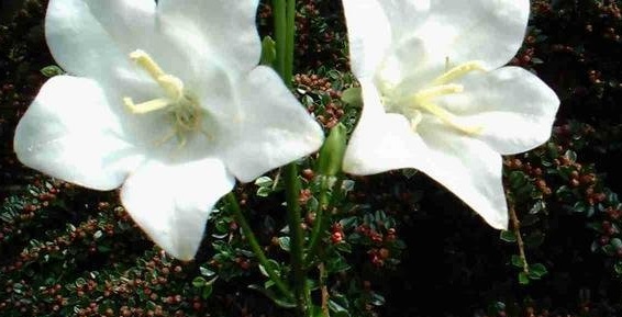 Campanula, Peachleaf Bellflower Alba