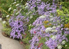 Symphyotrichum Species, Aromatic Aster, Fall Aster, Oblong-Leaved Aster, Wild Aster