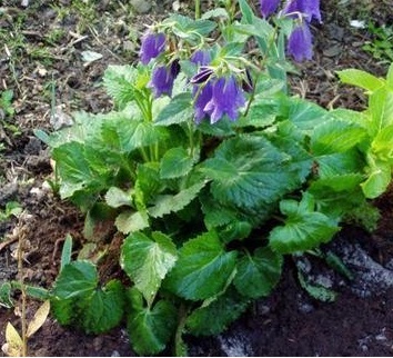 Campanula, Hybrid Bellflower Sarastro