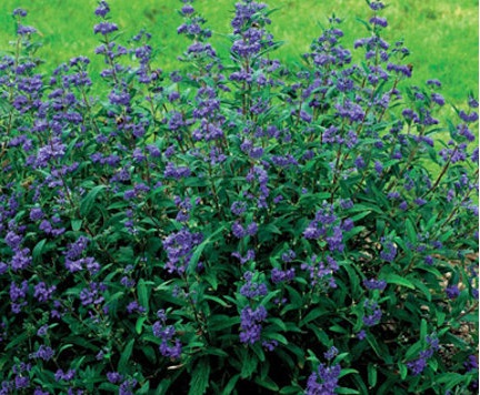 Caryopteris, Bluebeard, Blue Mist Spirea Petite Bleu