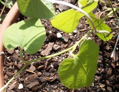 Aristolochia Species, Dutchman's Pipe, Wooly Pipevine