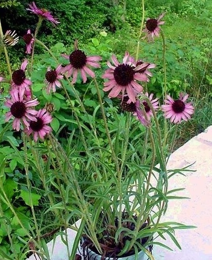 Echinacea, Tennessee Coneflower Rocky Top